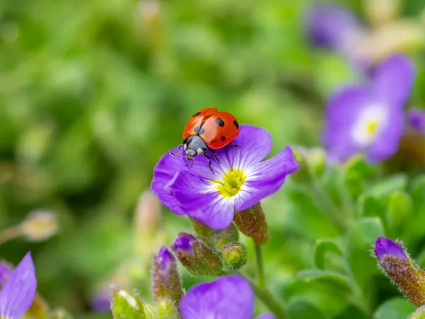 Marienkäfer auf lila Blüte